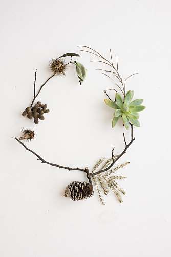 plant green succulent plant and pinecone nature