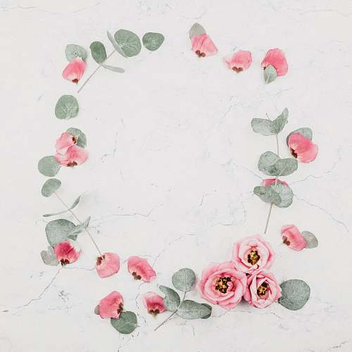 floral pink roses on white marble surface background