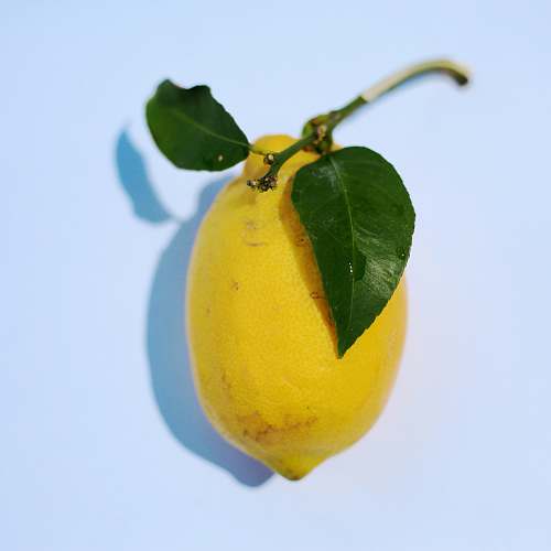 food yellow citrus fruit plant