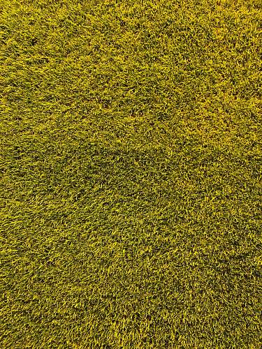 bayarena green grass field leverkusen