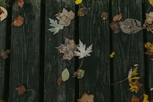 human maple leaves on brown wooden board people