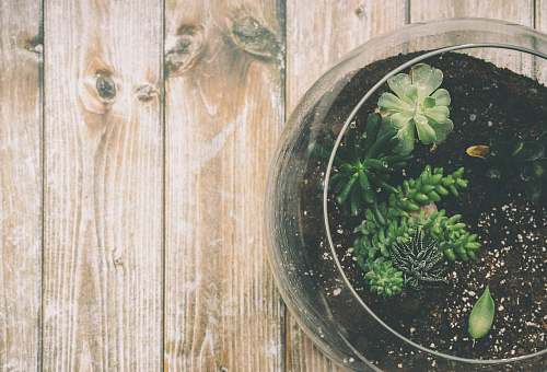 wood  soil