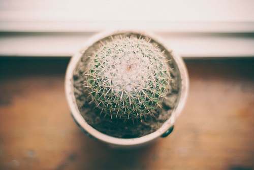 cactus ball cactus photography near window succulent