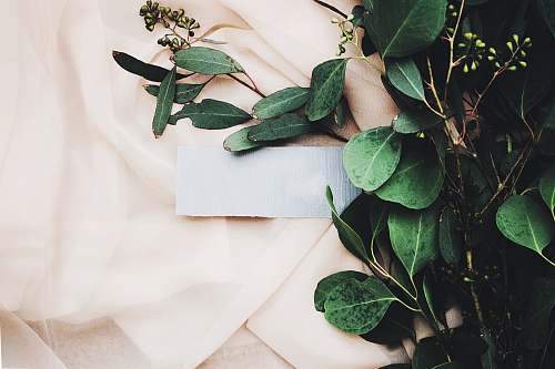 leaf green leaves on white textile flora