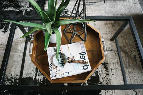 interior leafed plant in white pot on table portland