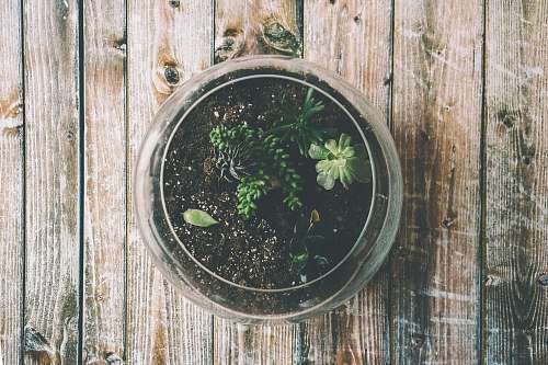 nature green succulents outdoors