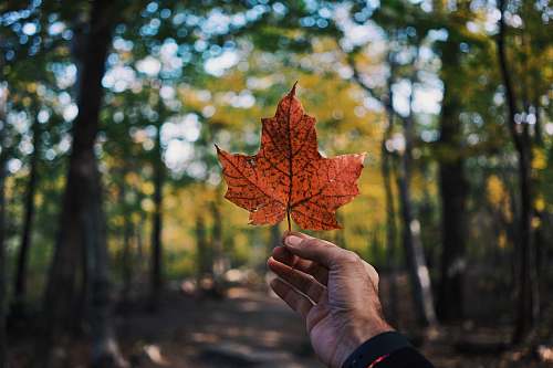 nature person holding maple leaf flora