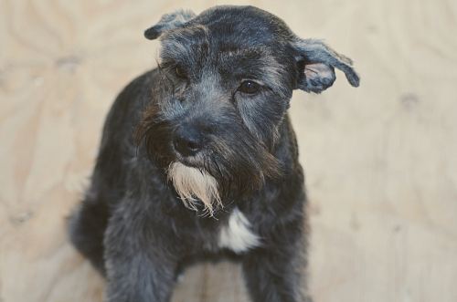 a small black dog standing on a wooden floor