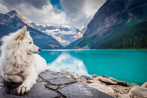A white dog sitting on a rock formation near a large mountain pond.