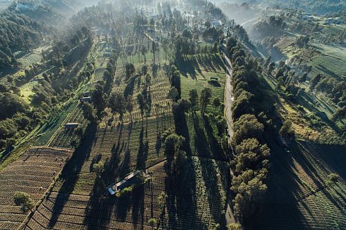 aerial photo of green-leafed trees