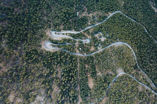 aerial view photography of green-leafed trees