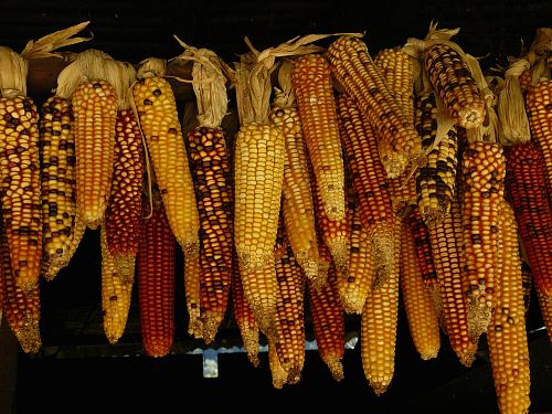assorted corn stick lot