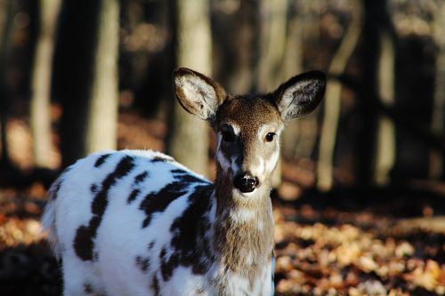 black and white deer
