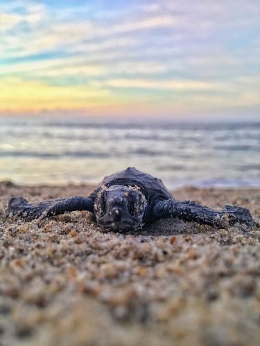 black turtle on seashore
