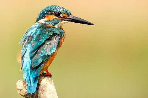 blue and brown bird on brown tree trunk