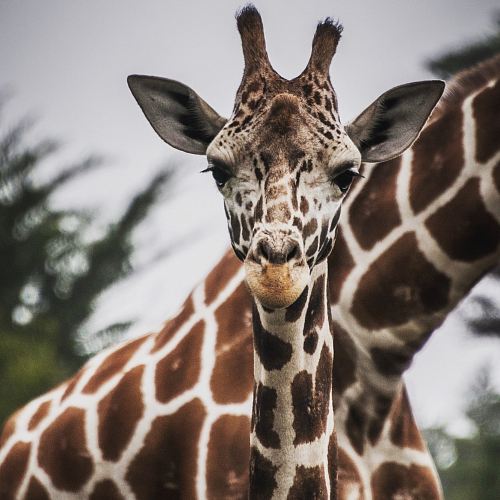 brown and white giraffe in closeup photography