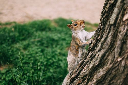 brown and white squirrel climbing on tree