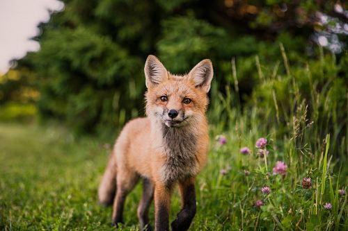 brown animal on green grass