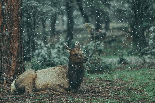 brown animal reclining on ground on forest