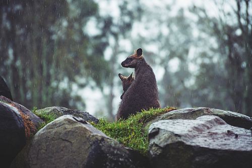 brown animal sitting on rock