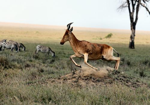 brown antelope and zebra on field at daytime