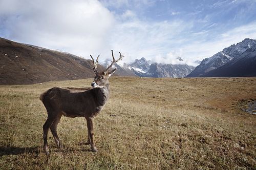 brown deer