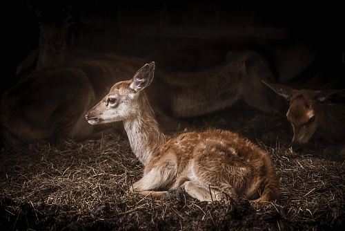 brown deer