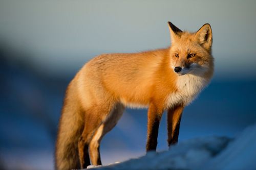 brown fox on snow field
