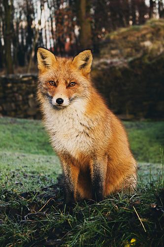 brown fox sitting on green grass field during daytime