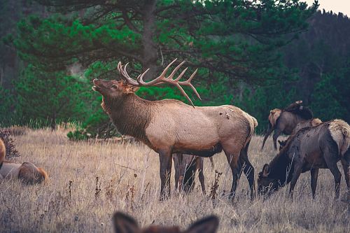 brown moose near green tree at daytime
