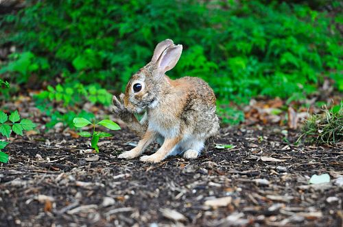 brown rabbit near green leafed plant