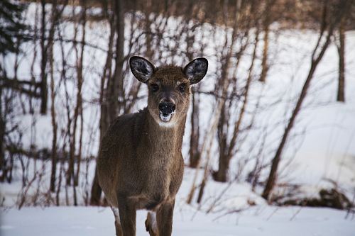 brown reindeer