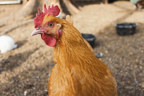 brown rooster
