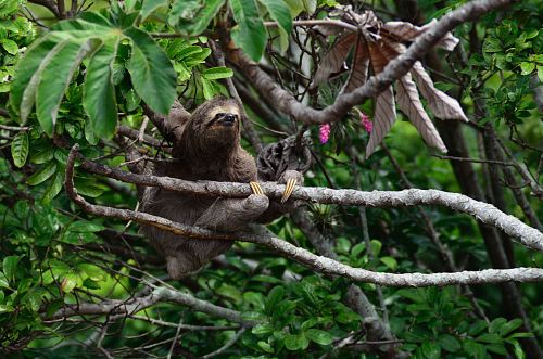 brown sloth climbs tree