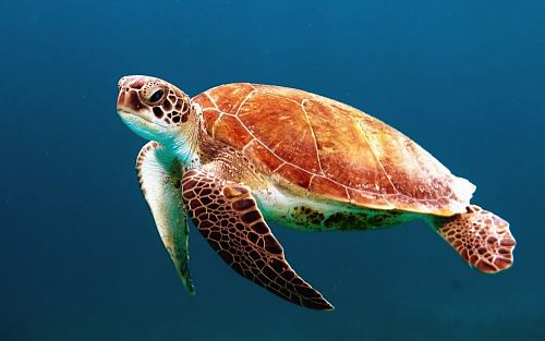 brown turtle swimming underwater