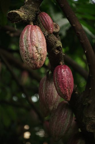 cacao fruits