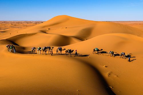 camels on desert under blue sky