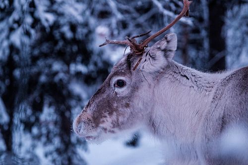 close-up photo of gray deer at forest