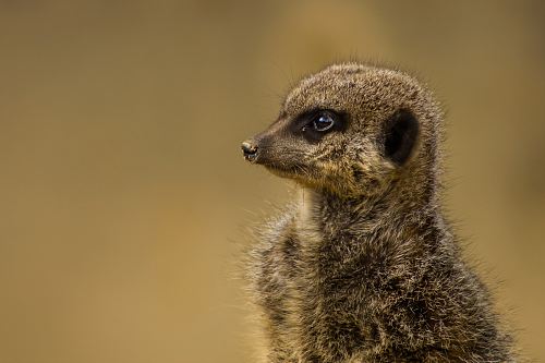 close up photography of gray rodent