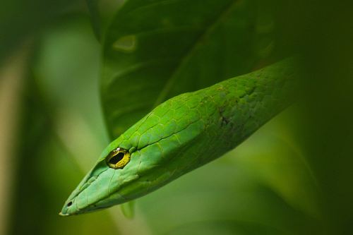close-up photography of green snake