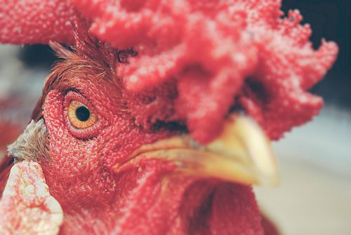 close up photography of rooster
