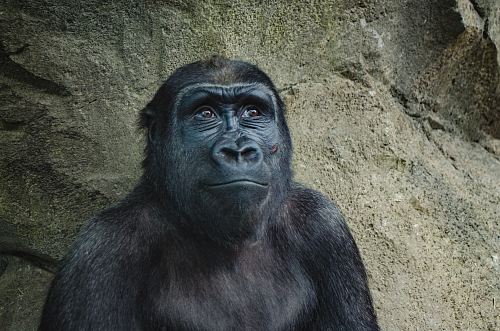 closeup photo of black gorilla