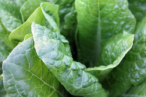 closeup photo of green lettuce