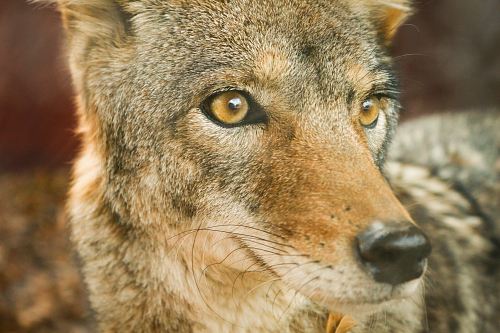 closeup photo of jackal