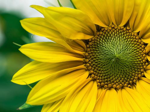 closeup photo of yellow sunflowers