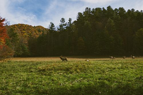 deer walking through grass field