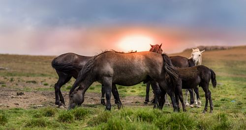 five black and white horses on green grass open field