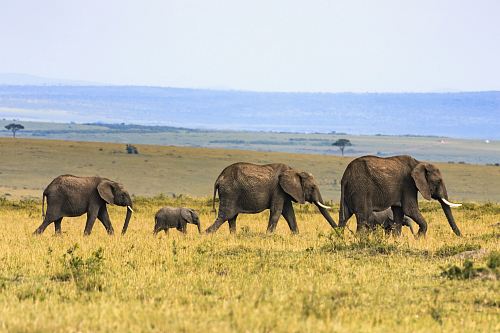 five elephants on brown grass
