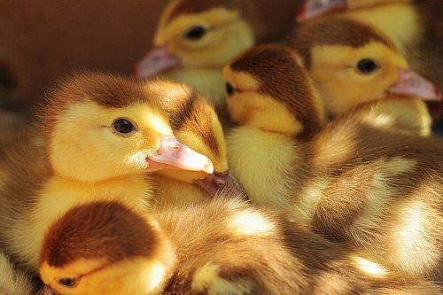 flock of yellow duckling
