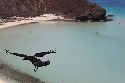 flying crow